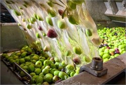 Adding Water During Olive Oil Production Lowers Quality